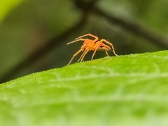 Hamadruas hieroglyphica