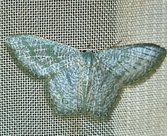 Chloropteryx opalaria