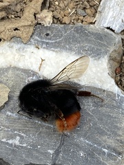 Bombus lapidarius