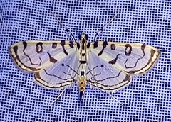 Conchylodes terminipuncta