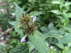 Galeopsis