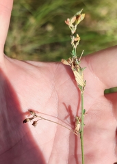 Medicago falcata