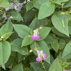 Impatiens balfourii