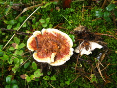 Hydnellum scrobiculatum