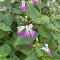 Impatiens balfourii
