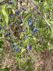 Prunus spinosa