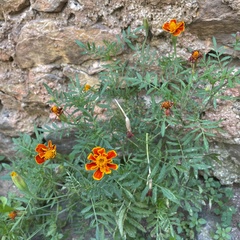 Tagetes erecta