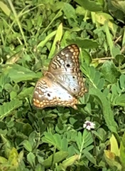 Anartia jatrophae