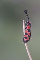 Zygaena fausta