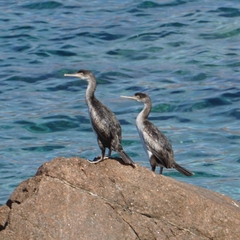 Gulosus aristotelis desmarestii