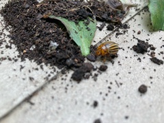 Leptinotarsa decemlineata