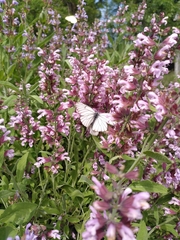 Aporia crataegi