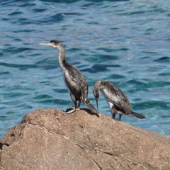 Gulosus aristotelis desmarestii