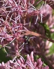 Melissodes druriellus