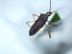 Paradasynus spinosus