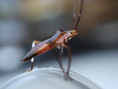 Paradasynus spinosus