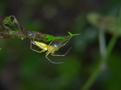 Oxyopes macilentus