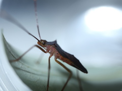 Paradasynus spinosus