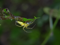 Oxyopes macilentus