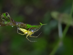 Oxyopes macilentus
