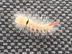 Calliteara pudibunda