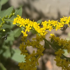 Osmiini