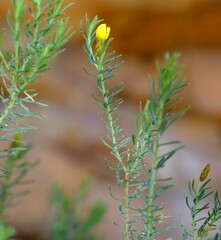 Oedera sedifolia