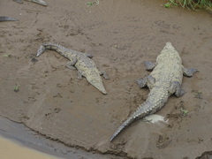 Crocodylus acutus