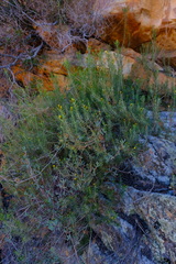 Oedera sedifolia