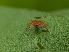 Hamadruas hieroglyphica