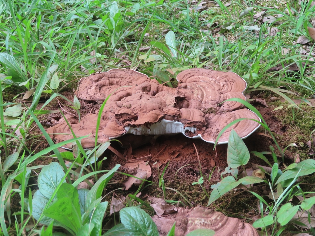 Ganoderma applanatum · August 2022 · photo: © mami_t_t (iNaturalist, cc-by)