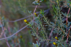 Oedera sedifolia