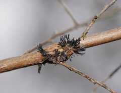 Septobasidium clelandii