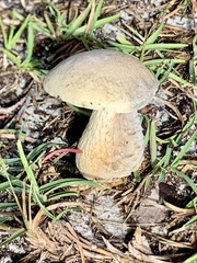 Tylopilus felleus