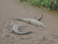 Crocodylus acutus