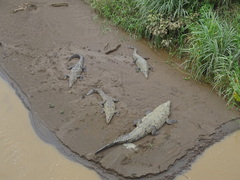 Crocodylus acutus