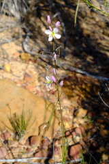Heliophila carnosa