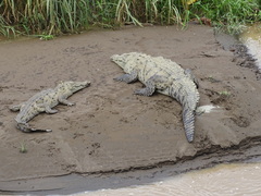 Crocodylus acutus