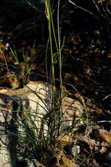 Heliophila carnosa