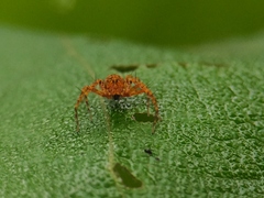 Hamadruas hieroglyphica