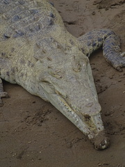 Crocodylus acutus