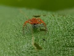 Hamadruas hieroglyphica