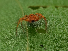 Hamadruas hieroglyphica