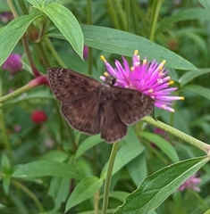 Erynnis baptisiae
