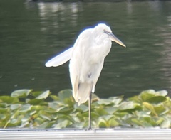 Ardea herodias occidentalis