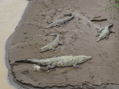 Crocodylus acutus