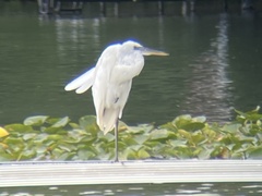Ardea herodias occidentalis