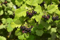 Crataegus chlorosarca