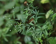 Galium laevigatum