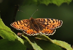 Melitaea didyma